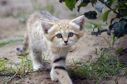 Pisici de nisip 11 fotografii de animale de catifea si gratioase care nu locuiesc in captivitate