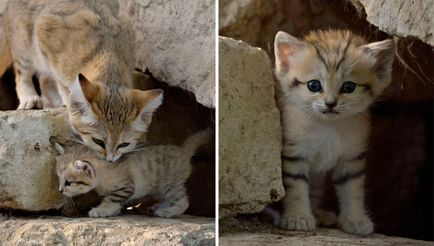 Pisici de nisip 11 fotografii de animale de catifea si gratioase care nu locuiesc in captivitate