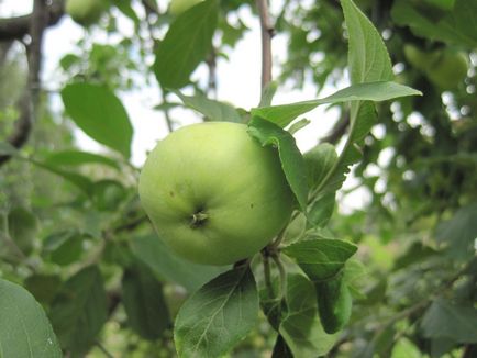 Fructe de grădină și grădinițe