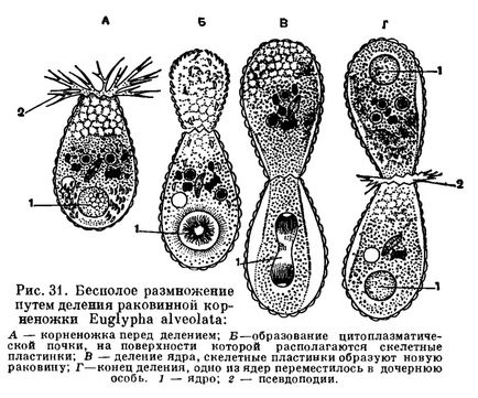 O subclasă de rhinopoda (rhizopoda) este