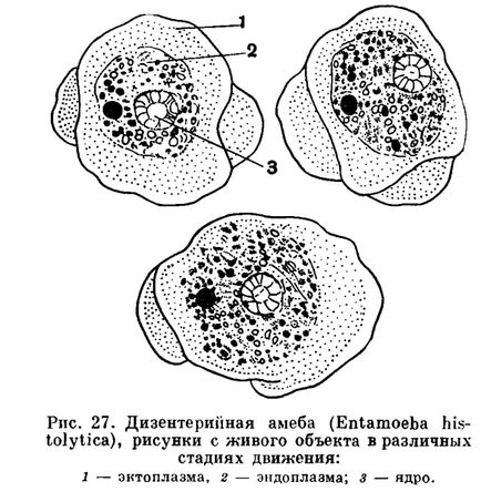 Підклас корненожки (rhizopoda) - це