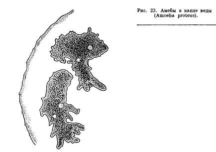 O subclasă de rhinopoda (rhizopoda) este