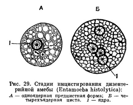 Подклас коренища (rhizopoda) - е