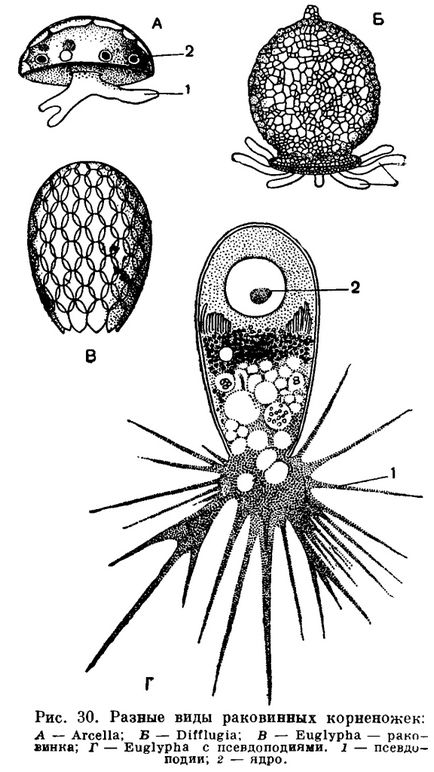 Підклас корненожки (rhizopoda) - це