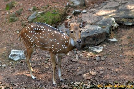 Excursie la Trivandrum, trenul indian și grădina zoologică, viața blogului cu un vis!