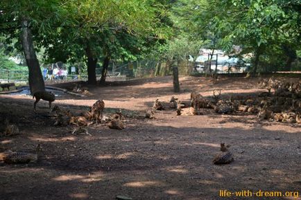 Excursie la Trivandrum, trenul indian și grădina zoologică, viața blogului cu un vis!