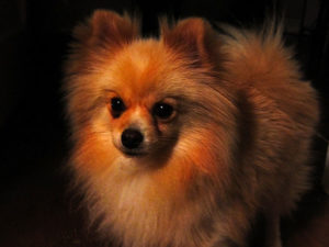 Pomeranian Pomeranian alb, negru și alte culori cu fotografii și clipuri video