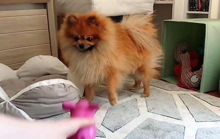 Pomeranian Pomeranian alb, negru și alte culori cu fotografii și clipuri video