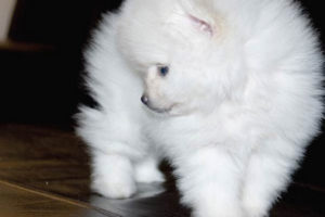 Pomeranian Pomeranian alb, negru și alte culori cu fotografii și clipuri video