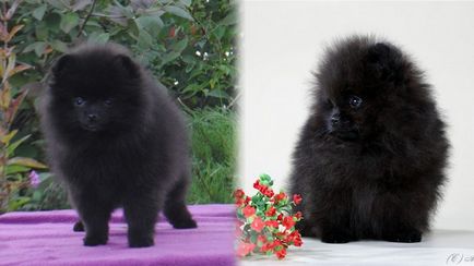 Pomeranian Spitz - culori cu fotografii și descrieri, 