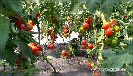 Tomate înainte de octombrie, un site despre o grădină, o reședință de vară și plante de apartament