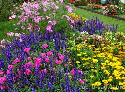 Plantarea semințelor de flori în primăvară, creșterea și recoltarea răsadurilor, ideile mele pentru dăruire și grădina