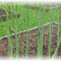 Plantarea de sparanghel pe teren deschis în diferite moduri