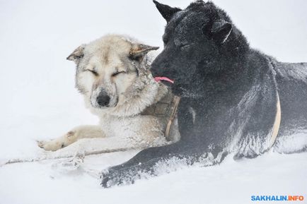 Utolsó musher kutyák Karafuto