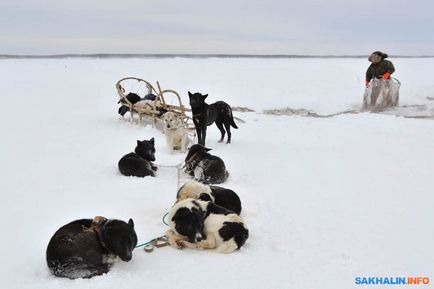 Utolsó musher kutyák Karafuto
