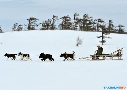 Utolsó musher kutyák Karafuto