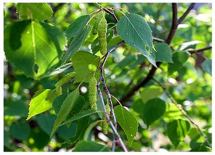 Consecințele chimioterapiei