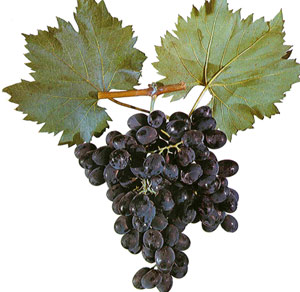 Приготування вина з винограду Ізабелла, Лідія, молдова