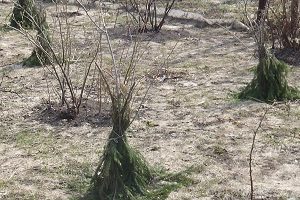 Holding egy őszi kertben elleni kezelés betegségek és kártevők (termés metszés) Holding egy őszi kertben elleni kezelés betegségek és kártevők