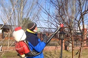 Levezetése őszi kertben betegségek kezelésére és kártevők (betegségek) Holding egy őszi kertben elleni kezelés betegségek és kártevők