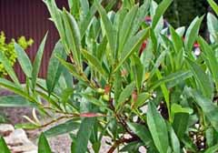 Pumica, rădăcină slab crescută pentru prune, piersici, caise, mariupol pitomnik - azov