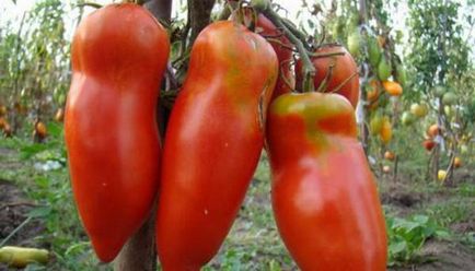 Ранні сорти томатів для відкритого грунту високорослі, усльтраспелие