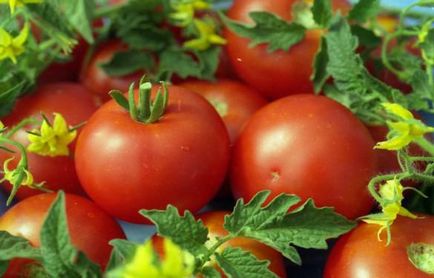 Ранні сорти томатів для відкритого грунту високорослі, усльтраспелие