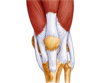 Розрив зв'язок колінного суглоба лікування, симптоми і терміни відновлення в домашніх умовах