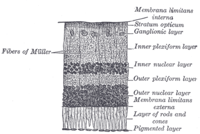Retina Regeneration (regenerációs) retina regeneráló