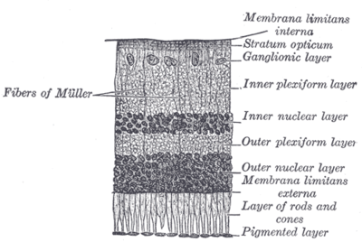 Regenerarea retinei