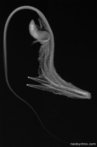 Риба під рентгеном