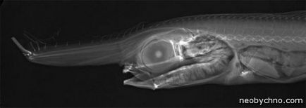 Риба під рентгеном