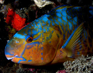 Риба-папуга - акваріумні рибки і все з ними пов'язане