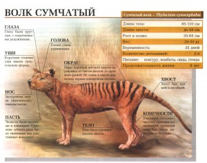 Споріднені види