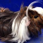 Rosette tengerimalac ellátást a fajta, fotók, árak, videók, vélemények tulajdonosok (élő tengerimalacok rozetta) Rosette tengerimalac ellátást a fajta, fotók, árak, videók, vélemények a tulajdonosok