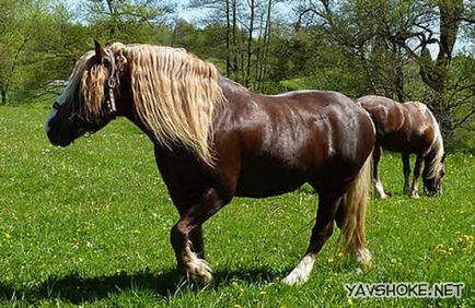 Cel mai frumos cal din lume