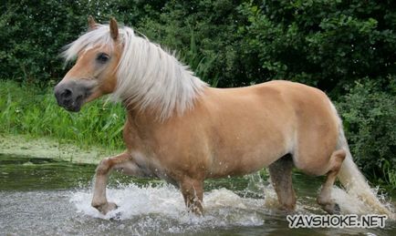 Найкрасивіша кінь у світі