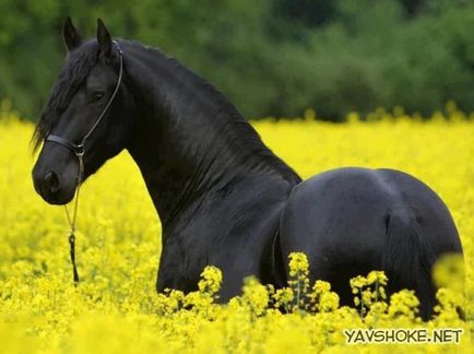 Cel mai frumos cal din lume
