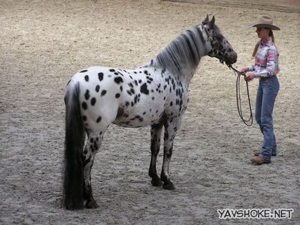 Найкрасивіша кінь у світі