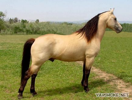 Найкрасивіша кінь у світі