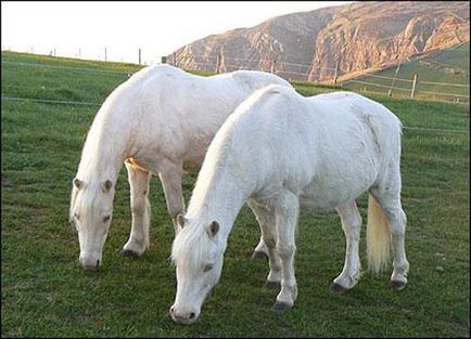 Найстаріша кінь у світі породи, клички, старий білл, орхідея, білл і бен