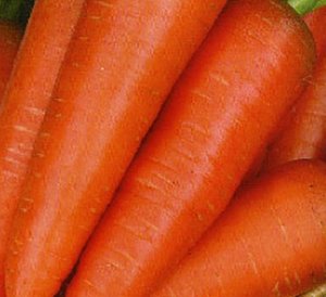 Найкращі сорти моркви для сибіру
