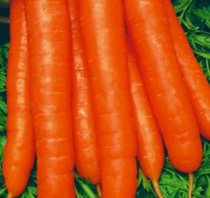 Найкращі сорти моркви для сибіру