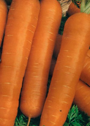 Cele mai bune soiuri de morcovi pentru Siberia