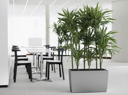 Cele mai multe plante de apartament tolerante la umbra - nume si descriere