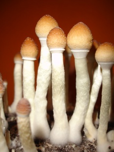 San Isidro (psilocybe cubensis) (psilocybe cubensis)