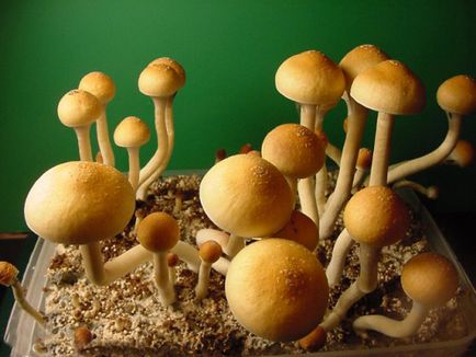 Сан-Ісідро (псилоцибе кубенсіс) (psilocybe cubensis)