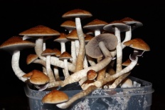 San Isidro (psilocybe cubensis) (psilocybe cubensis)