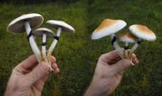 Сан-Ісідро (псилоцибе кубенсіс) (psilocybe cubensis)