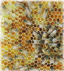Gyűjtés méhviasz - üzleti községben méhészeti